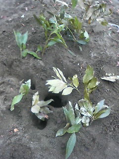 ��i�w�݂ǂ�Ƃ������܁x