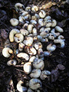 ���N���務����