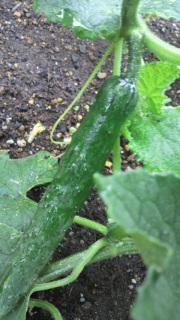 ���L���E��