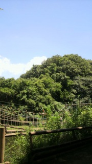 �A�X���`�b�N