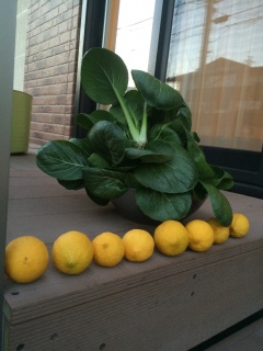 �����̔�